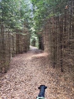Photo de Silvia Jungwirth le long du parcours