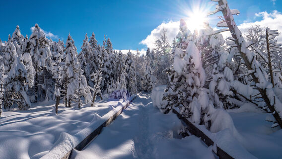 Hochmoor im Winter
