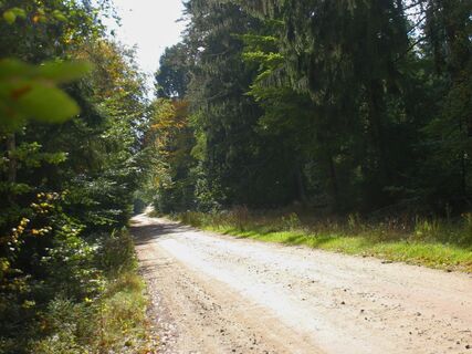 Waldweg zwischen Hösseringen und Unterlüß