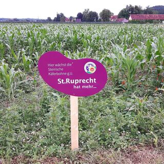 Käferbohnenfelder in und rund um St. Ruprecht an der Raab, Oststeiermark