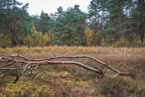 Wesseloher Heide