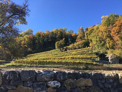 Der höchste Rebberg der Ostschweiz - Rebberg Portaser bei Pfäfers