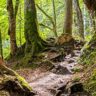 Wanderweg durch die Reichenbachklamm