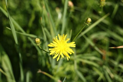 bewegung SEHEN (c) MG Laßnitzhöhe (9).JPG