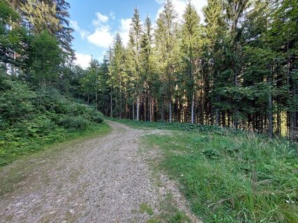 Forstweg im Wald