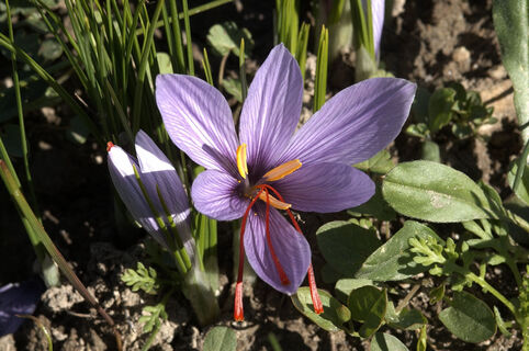 Safranblüte
