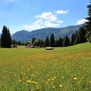 Bergwiesen bei der Edelsberghütte