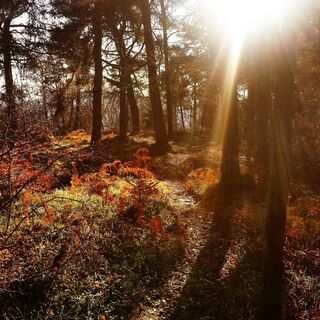 Im Wald am Monte Calino