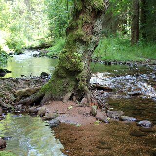 Unweit des Camps liegt der Gutellbach