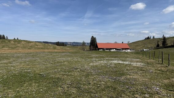 Foto von Similaun entlang der Tour