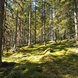 Haukvuoren-Runde