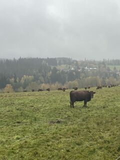 Zemljevid