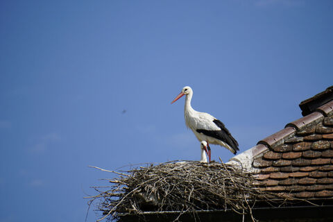 Storch am Affenberg