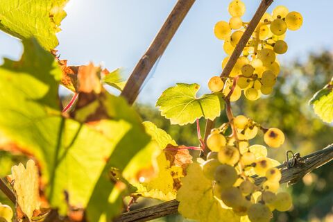 Lavanttaler Wein
