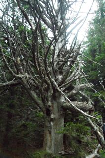 Mystischer Baum