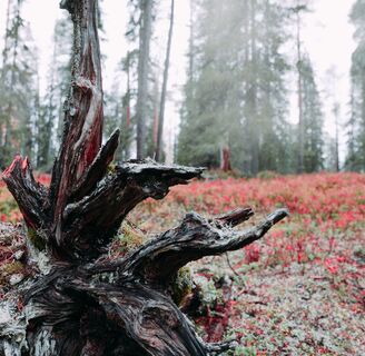 Herbstwald mit Farben, Salla