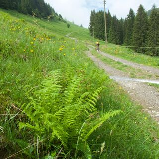 Weg vor La Balisaz - Panorama Bike Etappe 12