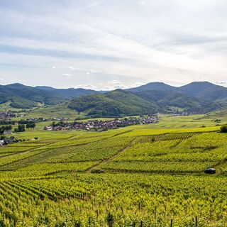 Sigolsheim