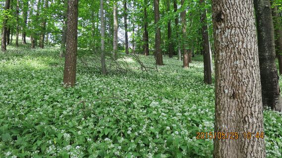 Aufstieg um den Gemeindeberg herum