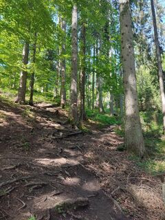 Aufstieg über rutschiges Wurzelwerk und Steine