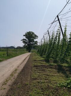 Fotografie de la Th.Lo. de-a lungul turului