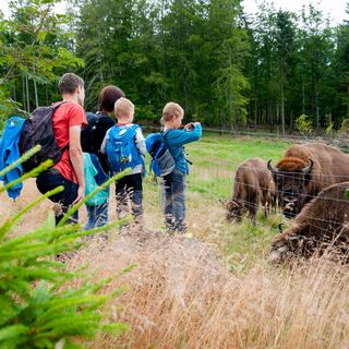 Wisent-Pfad