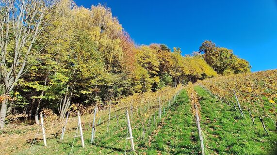 Fotografia z Karl Kriegseisen na trase