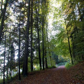 Waldweg nach Mieschern - Gibelegg Rundtour