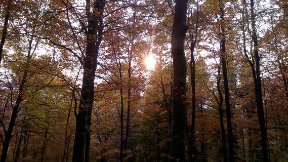 Herbstwald