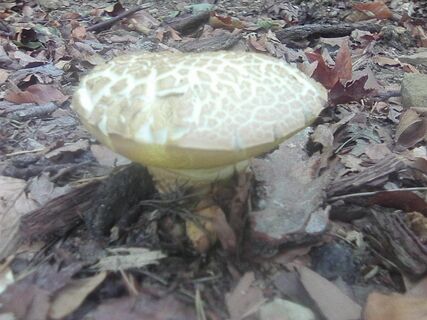 Ein Pilz am Weg