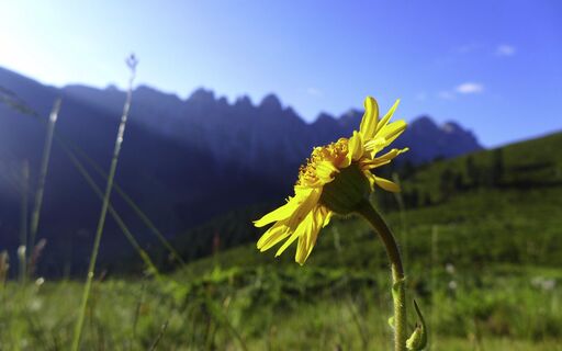 Blume_1920x1200px.jpg