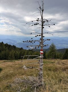 Fotografia z Hans Peter Gröchenig na trase