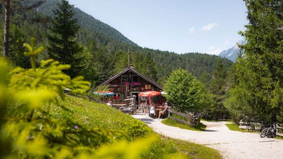 Scharnitzer Alm im Wald