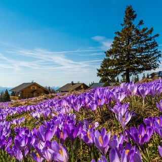 Blumen