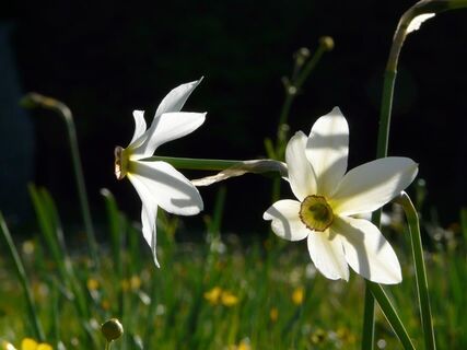 Weiße Narzissensterne