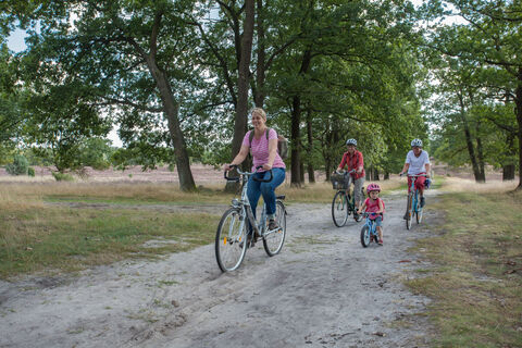 heide-radtour-naturschutzgebiet-bispingen