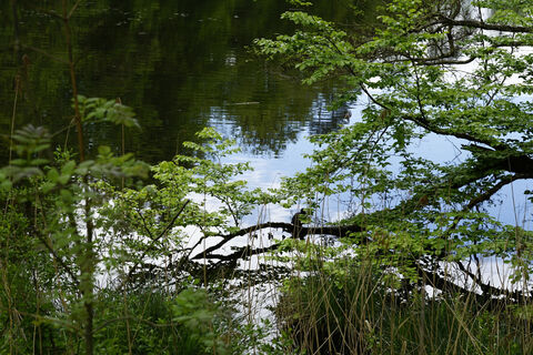Nellenfurtweiher