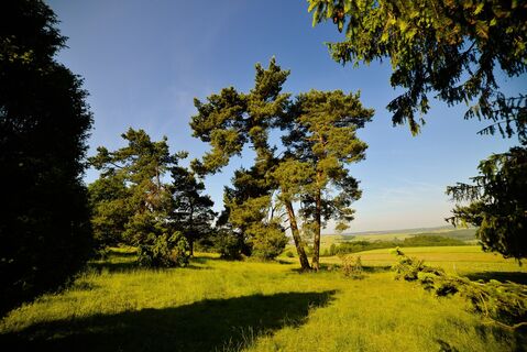 Wacholderheide Strüth-Welterod