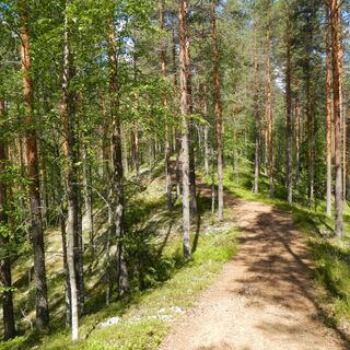 Tolpankankaan Naturpfad