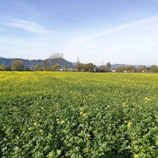Blick auf die Maria Buch am Weg in Richtung Weißkirchen