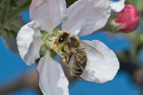 Biene in einer Apfelblüte_Anger_Oststeiermark