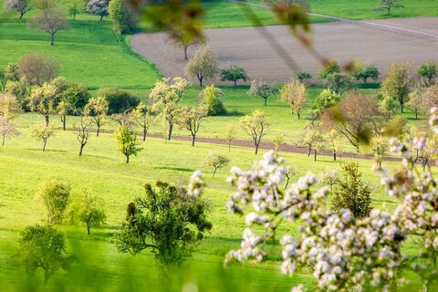 Streuobstwiesen bei Medelsheim