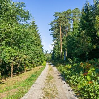 Breite Wanderwege auf dem Kaltenbronn