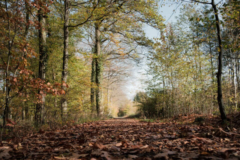 Herbstwald in der Voreifel