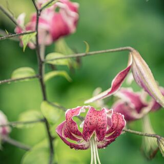 Jardin du Livre - Valff