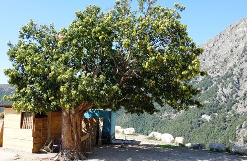 der Baum auch oberhalb vom Parkplatz