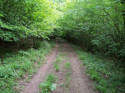 am Waldweg bergauf