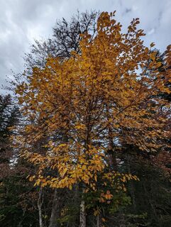Photo de Anne be le long du parcours