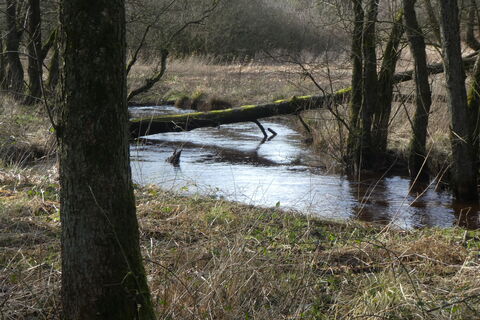 Im Wald