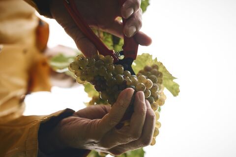 Kraichgau-Stromberg_Weingut_EiseleStefan_Leitner_030